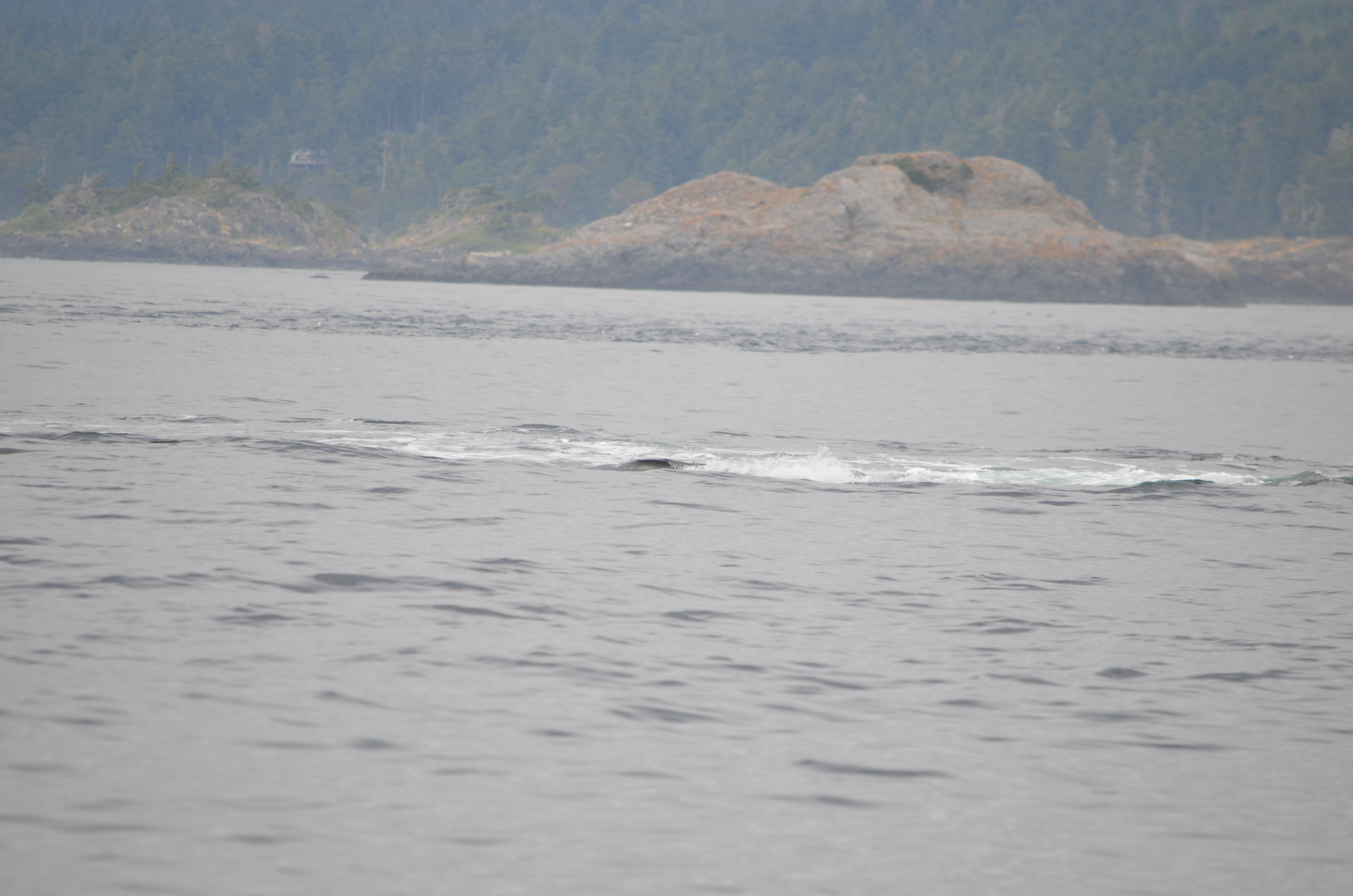 photos/wildlife/Mammal_Species/Humpback Whale/DSC_0204.JPG